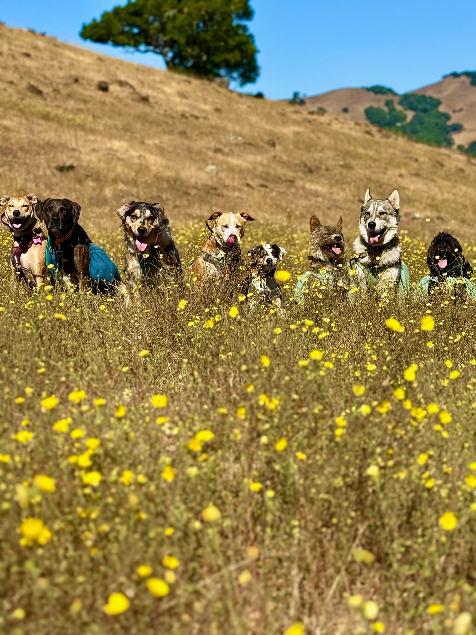 The pack of 5 August 2025 being super cute in the flowers 🌼

 #adventurepackhikesfordogs #adventurepackhike #adventurepackhikes #naturevibes #nature #walkingwithdogs #dogauntlife #dogaunt #unleashingpossibility #dogauntdineke #dogpackhike #dogpackwalk #dogpack #hikingwithdogs #hikingdog