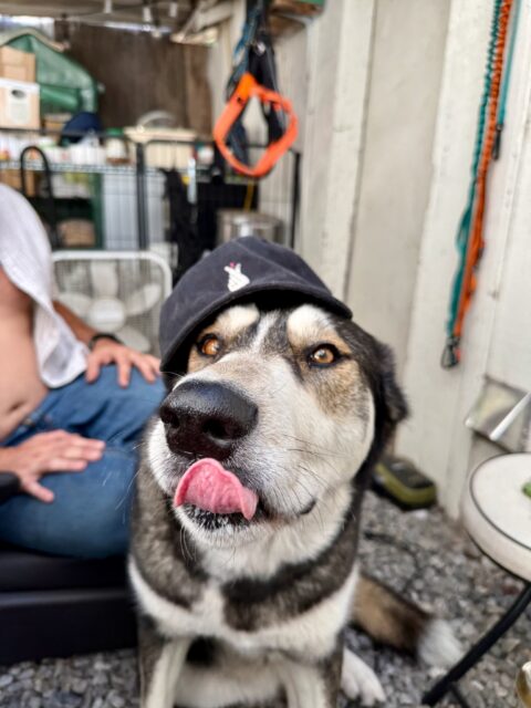 Amelia being cute last summer

 #dogauntlife #dogaunt #dogauntdineke