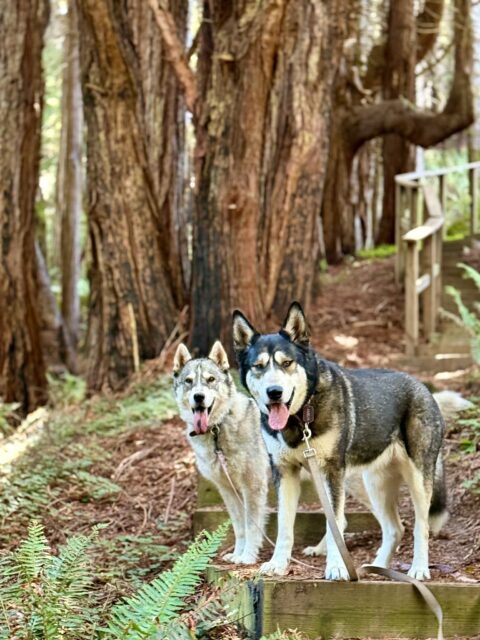 Dean, Koda & Amelia being cute on the camping weekend! 

 #husky #naturevibes #nature #fosterdogs #littlebigpaws #fosterdog #littlebigpawsrescue #LittleBigPaws #unleashingpossibility