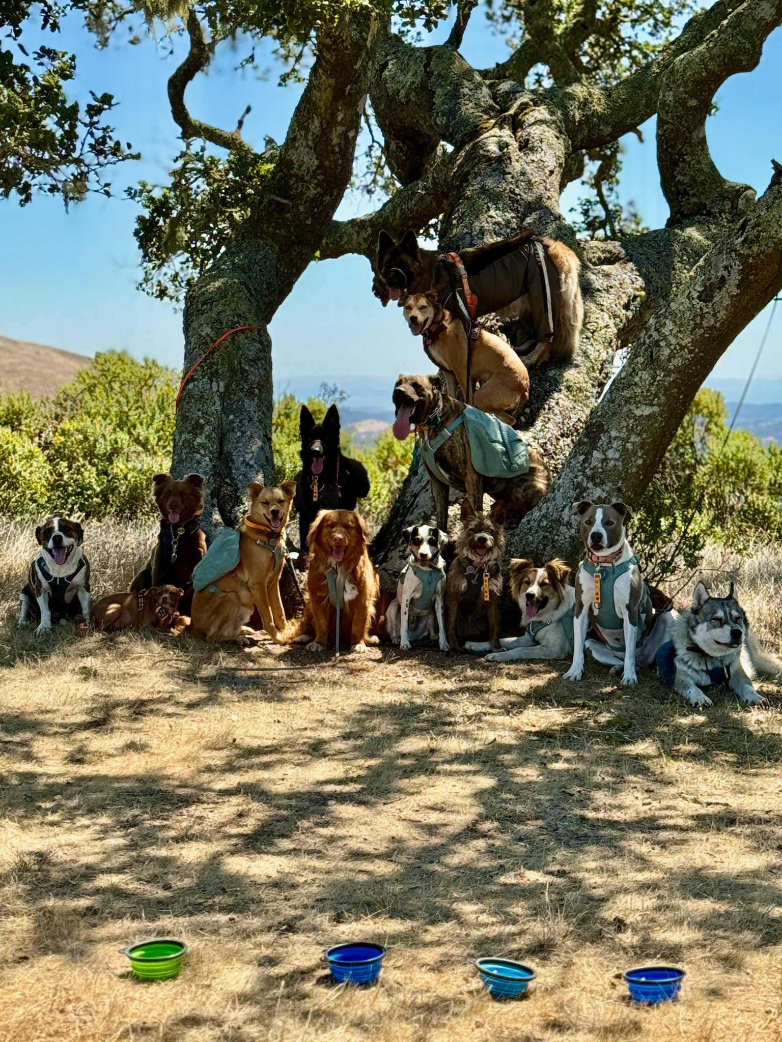 The pack of 31 July 2025 ready for their water 💦

 #adventurepackhikesfordogs #adventurepackhike #adventurepackhikes #naturevibes #nature #walkingwithdogs #dogauntlife #dogaunt #unleashingpossibility #dogauntdineke #dogpackhike #dogpackwalk #dogpack #hikingwithdogs #hikingdog