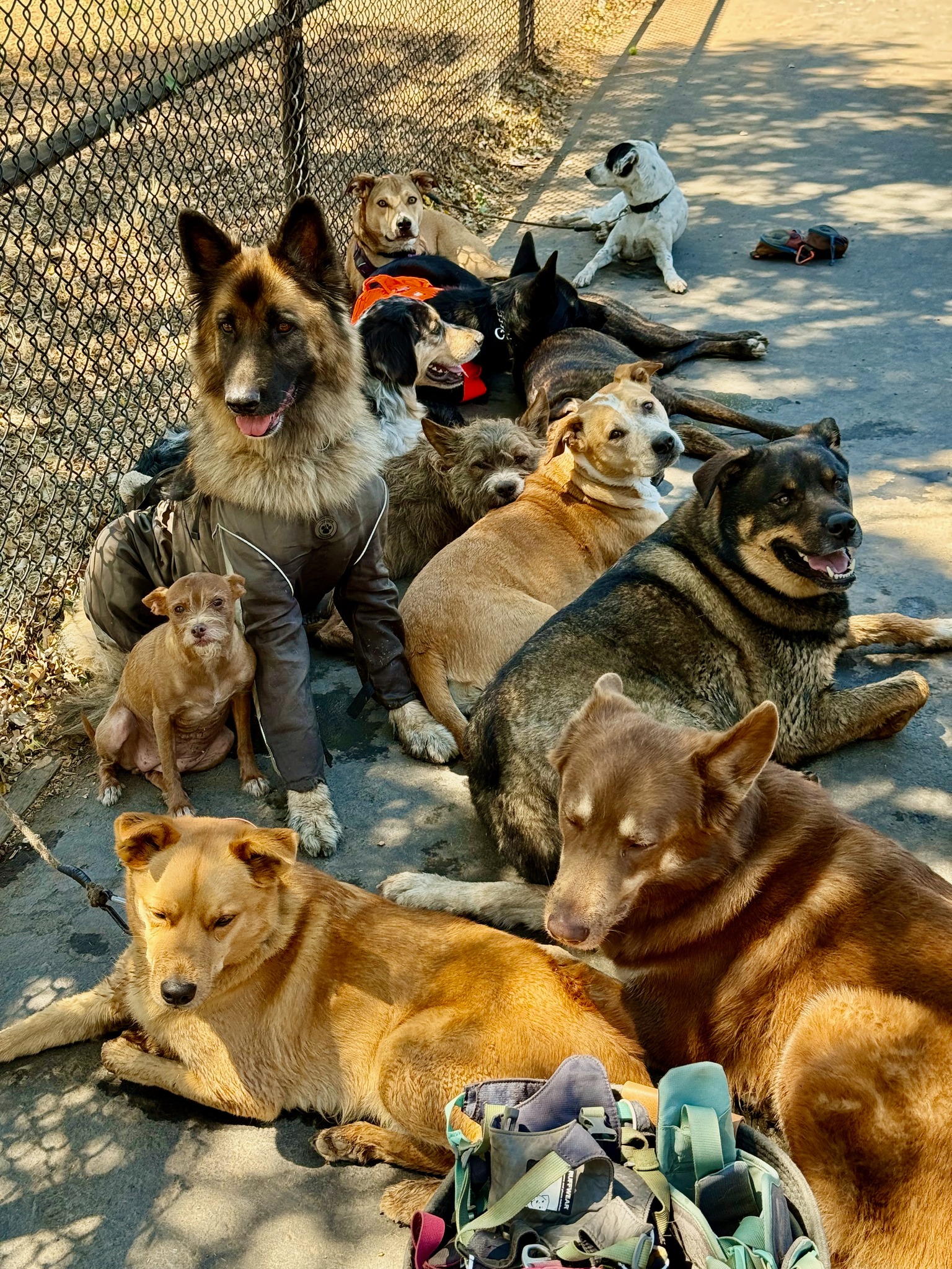 The pack chilling in the shade after a hike. Getting all their gear of to get ready for the car ride. In summer I keep the dogs as long as possible out of the car and give the car time to clear out the hot air.  #adventurepackhikesfordogs #adventurepackhike #adventurepackhikes #naturevibes #nature #walkingwithdogs #dogauntlife #dogaunt #unleashingpossibility #takeamuttruk #mydogismy #dogauntdineke #dogpackhike #dogpackwalk #dogpack #hikingwithdogs #hikingdog