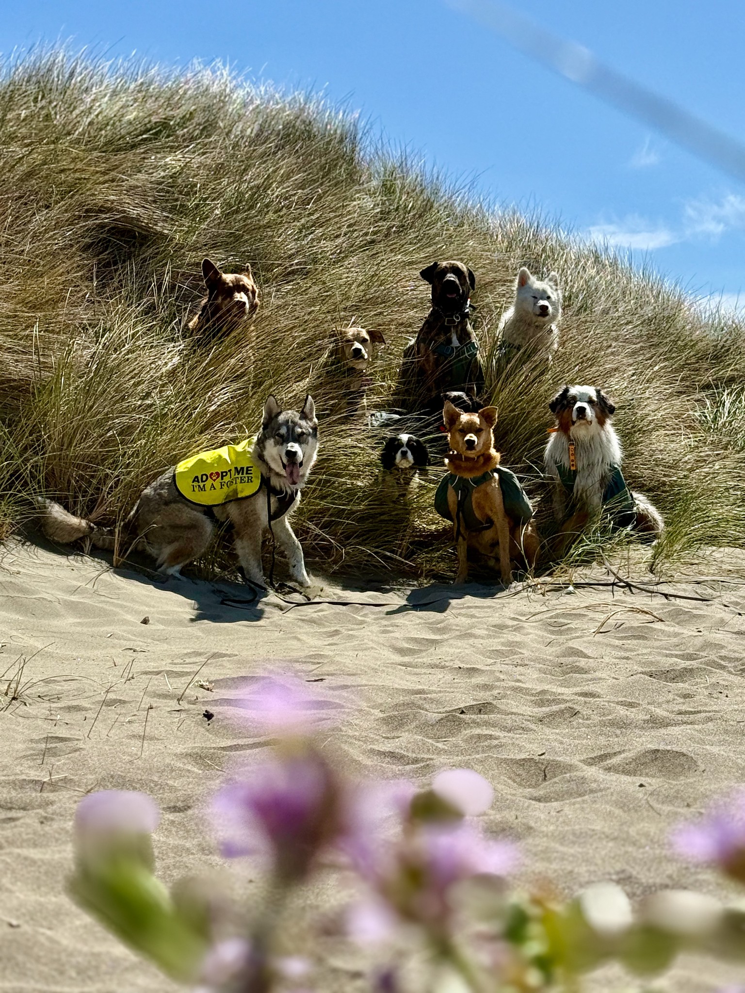Another week another beach pack!  #adventurepackhikesfordogs #adventurepackhike #adventurepackhikes #naturevibes #nature #walkingwithdogs #dogauntlife #dogaunt #unleashingpossibility #takeamuttruk #mydogismy #dogauntdineke #dogpackhike #dogpackwalk #dogpack #hikingwithdogs #hikingdog