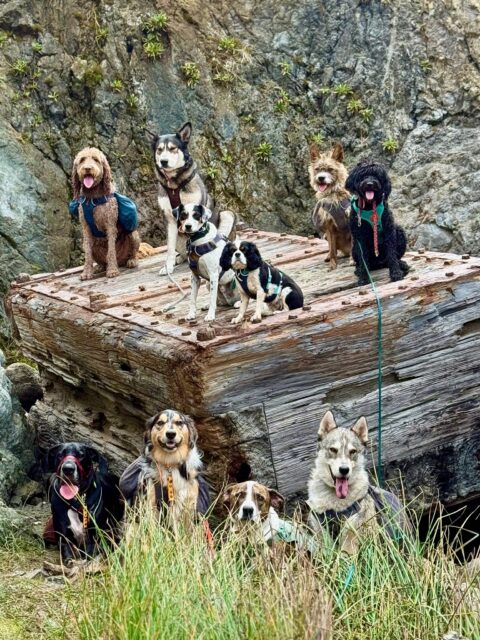 The Beach Pack of 18 August 2025
 #adventurepackhikesfordogs #adventurepackhike #adventurepackhikes #dillonbeachdogs #dillonbeachresort #dillonbeachca #dillonbeach #beachhikes #beachhike #walkingwithdogs #dogauntlife #dogaunt #unleashingpossibility #dogauntdineke #dogpackhike #dogpackwalk #dogpack #hikingwithdogs #hikingdog