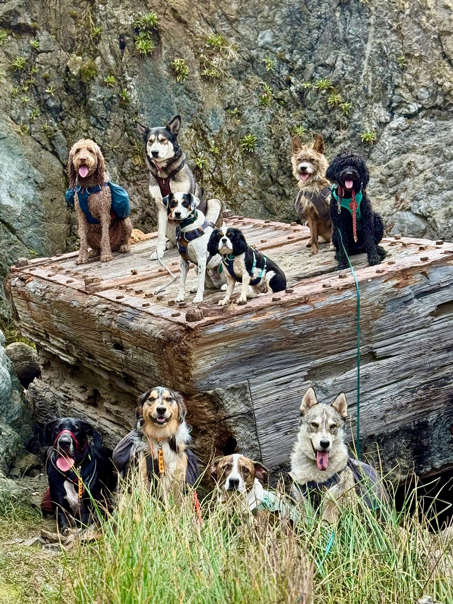 The Beach Pack of 18 August 2025
 #adventurepackhikesfordogs #adventurepackhike #adventurepackhikes #dillonbeachdogs #dillonbeachresort #dillonbeachca #dillonbeach #beachhikes #beachhike #walkingwithdogs #dogauntlife #dogaunt #unleashingpossibility #dogauntdineke #dogpackhike #dogpackwalk #dogpack #hikingwithdogs #hikingdog