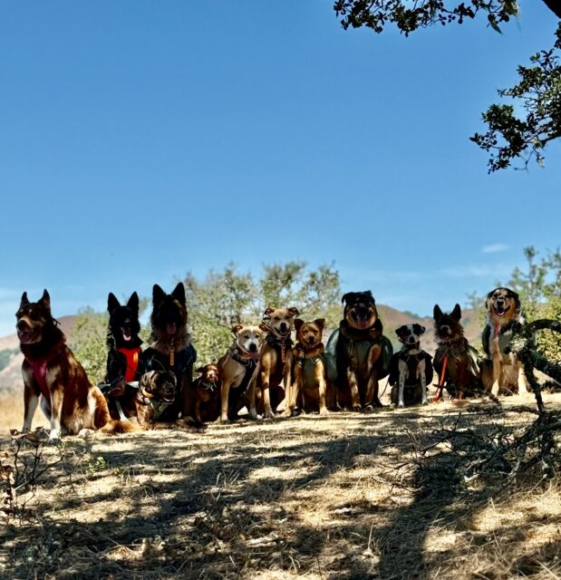 The pack of 19 August 2025 #adventurepackhikesfordogs #adventurepackhike #adventurepackhikes #naturevibes #nature #walkingwithdogs #dogauntlife #dogaunt #unleashingpossibility #takeamuttruk #mydogismy #dogauntdineke #dogpackhike #dogpackwalk #dogpack #hikingwithdogs #hikingdog