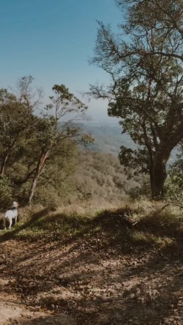 #dogauntdineke #dogpack #unleashingpossibility #hikingwithdogs #dogauntlife