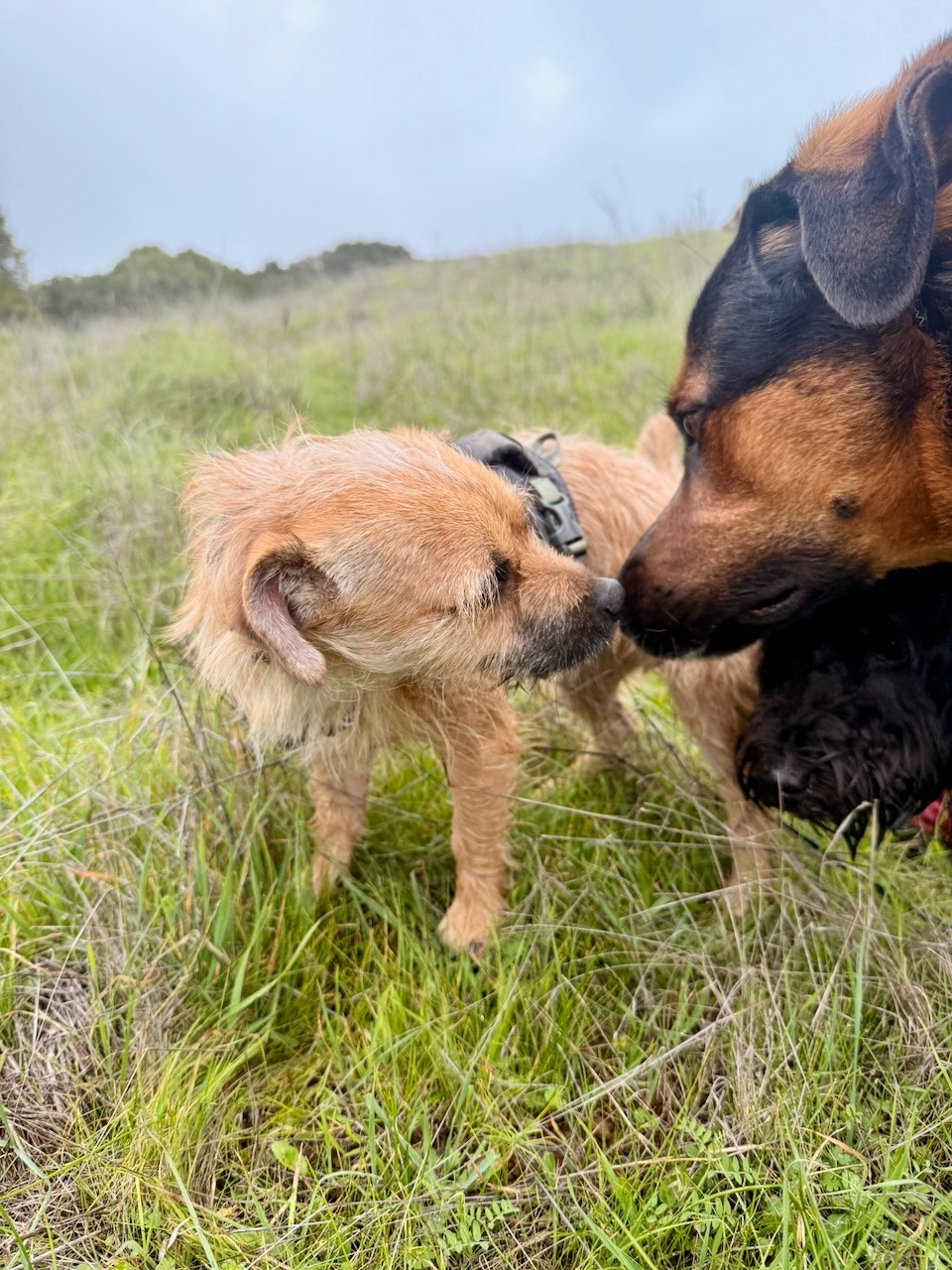 Bennie saying gently hi to little Tobie
#adventurepackhikesfordogs #adventurepackhike #adventurepackhikes #naturevibes #nature #hikingdog #hikingwithdogs #dogpack #dogpackwalk #dogpackhike #dogauntdineke #unleashingpossibility #dogaunt #dogauntlife #walkingwithdogs