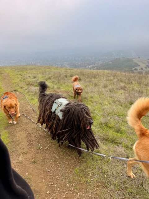 Apollo hiking with the pack :D
#adventurepackhikesfordogs #adventurepackhike #adventurepackhikes #naturevibes #nature #hikingdog #hikingwithdogs #dogpack #dogpackwalk #dogpackhike #dogauntdineke #unleashingpossibility #dogaunt #dogauntlife #walkingwithdogs