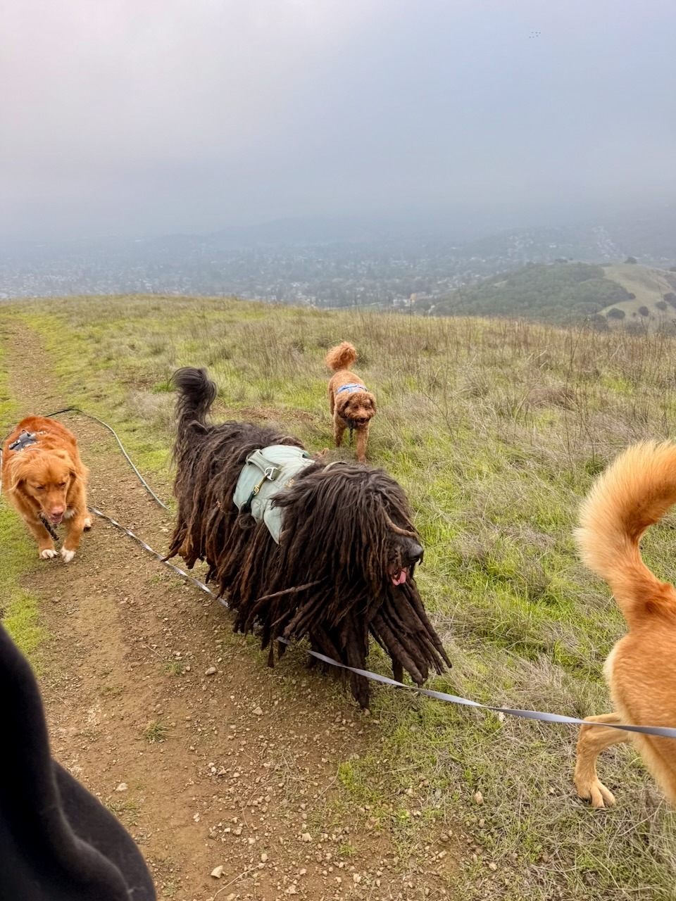 Apollo hiking with the pack :D
#adventurepackhikesfordogs #adventurepackhike #adventurepackhikes #naturevibes #nature #hikingdog #hikingwithdogs #dogpack #dogpackwalk #dogpackhike #dogauntdineke #unleashingpossibility #dogaunt #dogauntlife #walkingwithdogs