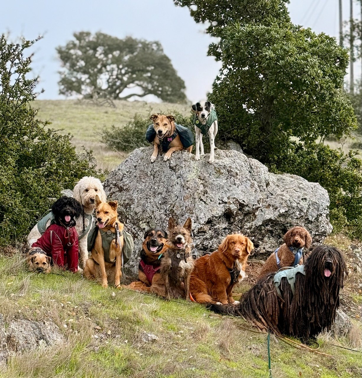 The pack of 18 December 2025
#adventurepackhikesfordogs #adventurepackhike #adventurepackhikes #naturevibes #nature #hikingdog #hikingwithdogs #dogpack #dogpackwalk #dogpackhike #dogauntdineke #unleashingpossibility #dogaunt #dogauntlife #walkingwithdogs