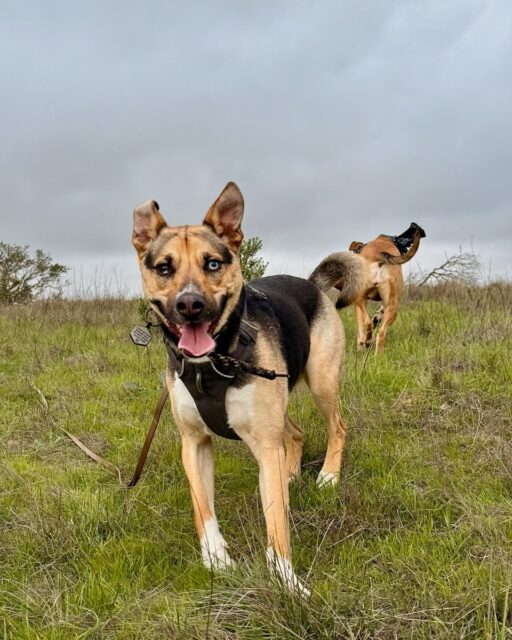 Who is this happy boy? Its Rocco!
#adventurepackhikesfordogs #adventurepackhike #adventurepackhikes #naturevibes #nature #hikingdog #hikingwithdogs #dogpack #dogpackwalk #dogpackhike #dogauntdineke #unleashingpossibility #dogaunt #dogauntlife #walkingwithdogs