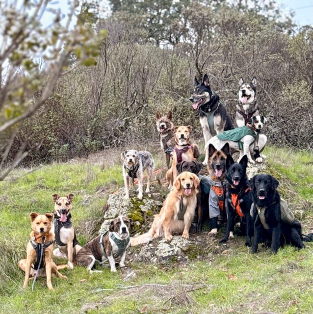 The pack of 19 December 2025
 #adventurepackhikesfordogs #adventurepackhike #adventurepackhikes #naturevibes #nature #hikingdog #hikingwithdogs #dogpack #dogpackwalk #dogpackhike #dogauntdineke #unleashingpossibility #dogaunt #dogauntlife #walkingwithdogs