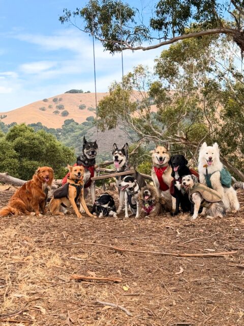 Lovely day with the Monday pack ❤️. Jax is so brave to lay under the swing! And Amelia was able to hold her paw on it for 5 seconds!