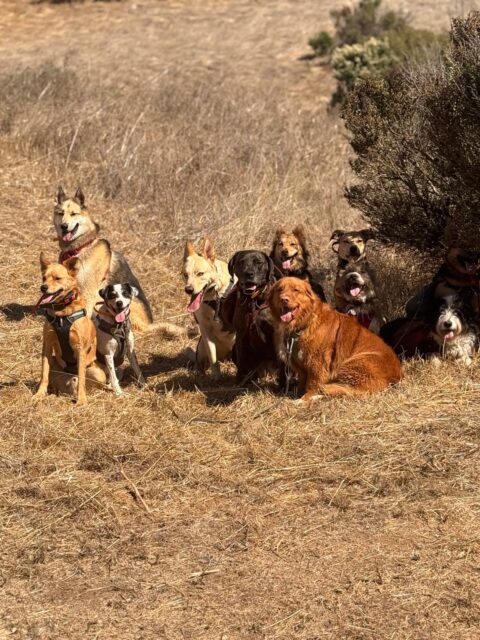 The Tuesday pack, taking a well-earned trail break ☀️🐾

#dogauntdineke #petaluma #doghiking #packwalk #adventuredogs #dogsofpetaluma #happydogs