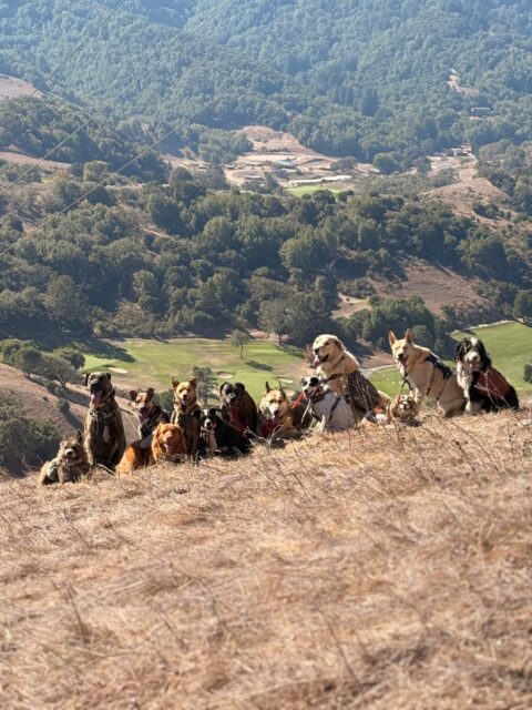 The Thursday pack, ruling the hilltop 🐾⛰️

#dogauntdineke #petaluma #doghiking #packwalk #adventuredogs #dogsofpetaluma #happydogs