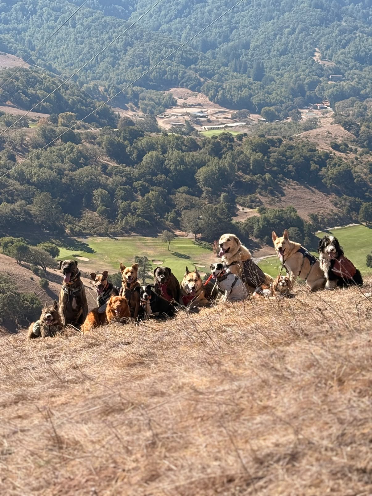 The Thursday pack, ruling the hilltop 🐾⛰️

#dogauntdineke #petaluma #doghiking #packwalk #adventuredogs #dogsofpetaluma #happydogs
